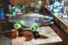 Lake Ontario Brown Trout
