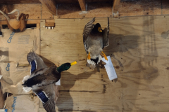Pair of Mallard Drakes