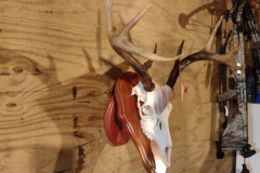 European Skull Mount