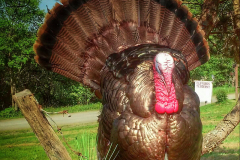 Full Strut Turkey Taxidermy 