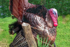Turkey Taxidermy 