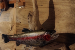 Rainbow Trout Taxidermy 