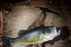 Reproduction Largemouth Bass