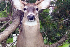 Whitetail Deer Taxidermy