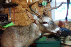 Whitetail Buck Taxidermy 