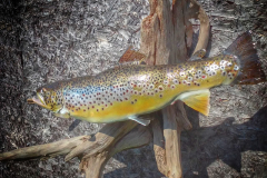 Fall-Brown-Trout