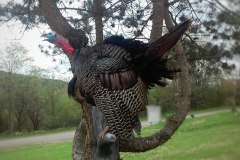 Gobbling-Turkey-On-Roost