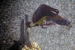 Goose-Taxidermy
