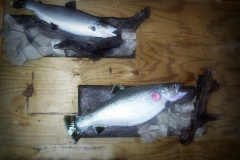 Lake-Ontario-Summer-Brown-Trout