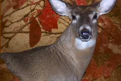 Taxidermy-Whitetail-Deer