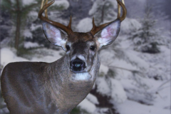Whitetail Deer Taxidermy 