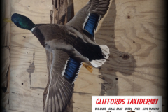 Waterfowl-Taxidermy