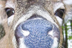 Close Up Taxidermy 