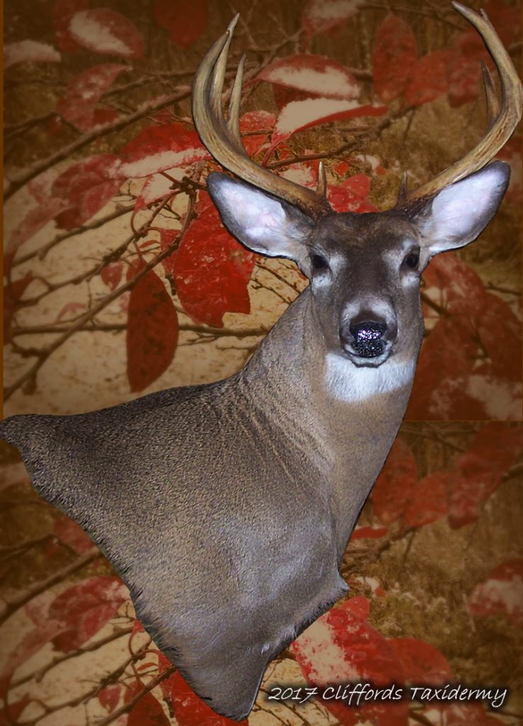 deer shoulder mount
