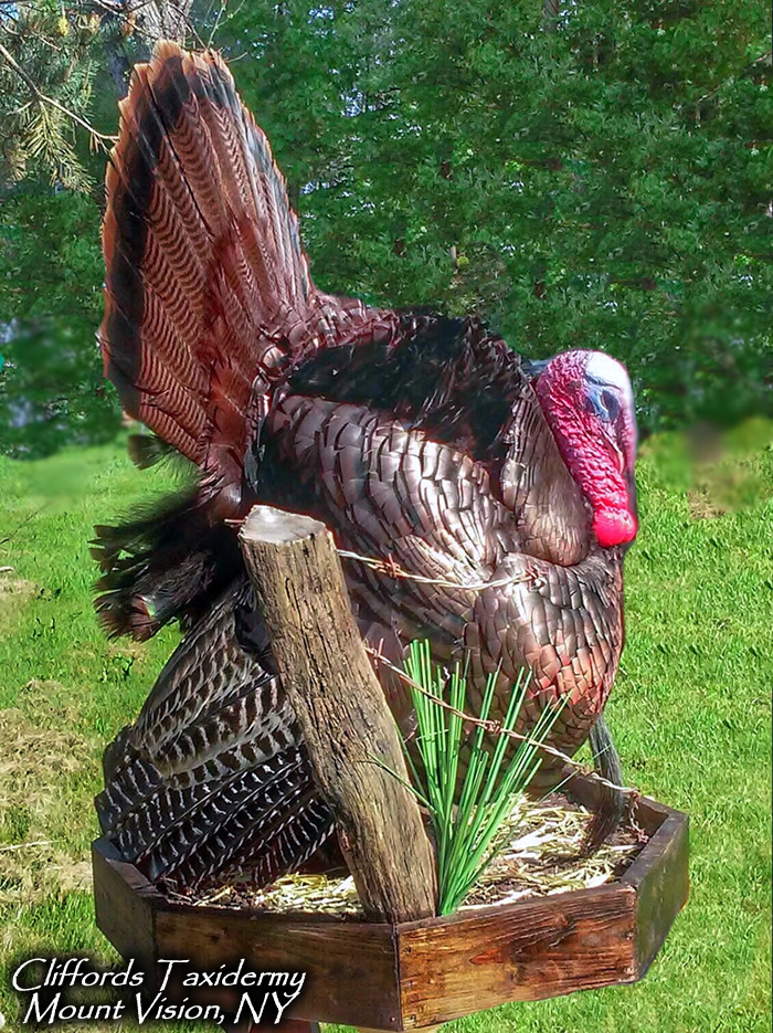 central ny turkey taxidermy