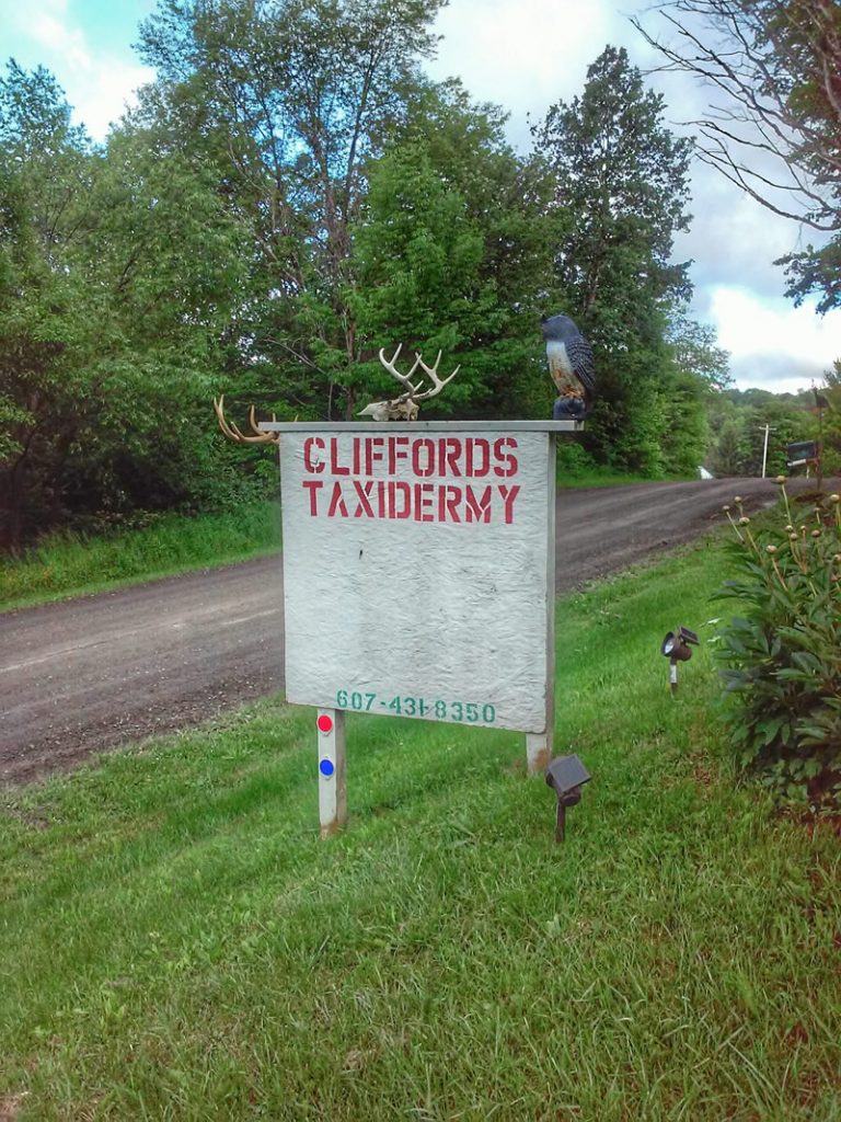 Cliffords Taxidermy 